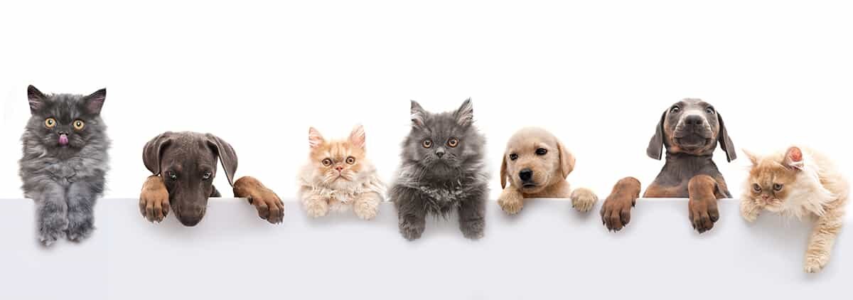 Pet Feeding Station